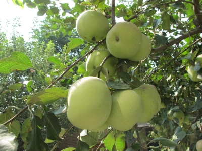 IMG_2938_缩小大小.JPG