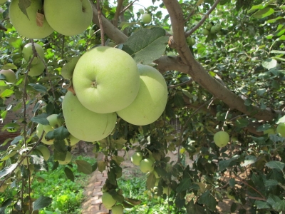 IMG_2953_缩小大小.JPG