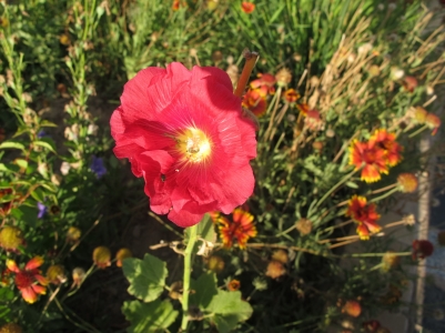 IMG_2523_缩小大小.JPG
