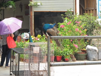 IMG_3310_缩小大小.JPG