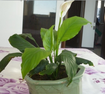 小花.jpg